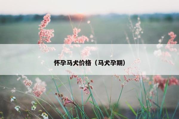 怀孕马犬价格（马犬孕期）