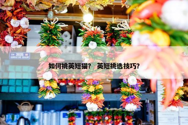 如何挑英短猫？ 英短挑选技巧？