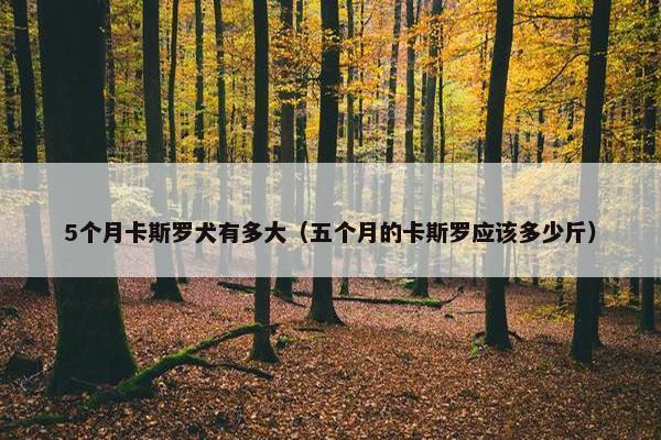 5个月卡斯罗犬有多大（五个月的卡斯罗应该多少斤）