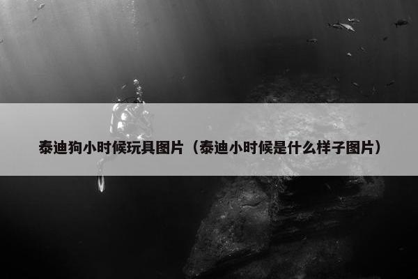 泰迪狗小时候玩具图片（泰迪小时候是什么样子图片）