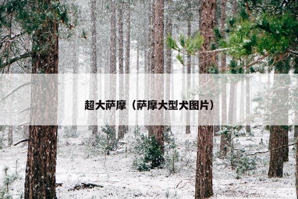 超大萨摩（萨摩大型犬图片）