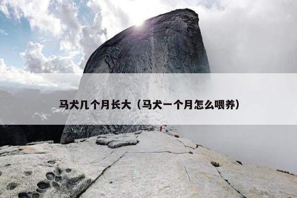 马犬几个月长大（马犬一个月怎么喂养）