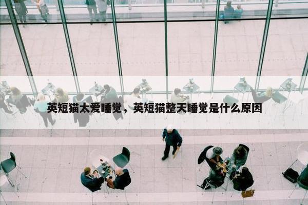 英短猫太爱睡觉，英短猫整天睡觉是什么原因