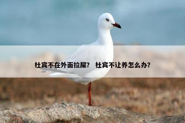 杜宾不在外面拉屎？ 杜宾不让养怎么办？