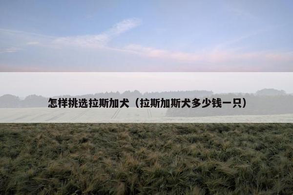 怎样挑选拉斯加犬（拉斯加斯犬多少钱一只）