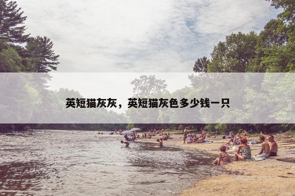 英短猫灰灰，英短猫灰色多少钱一只