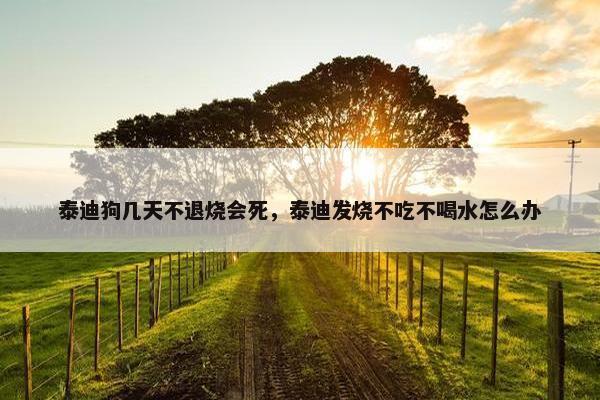 泰迪狗几天不退烧会死，泰迪发烧不吃不喝水怎么办