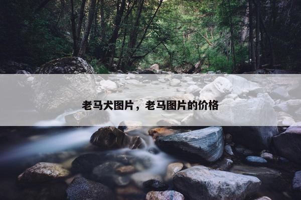 老马犬图片，老马图片的价格