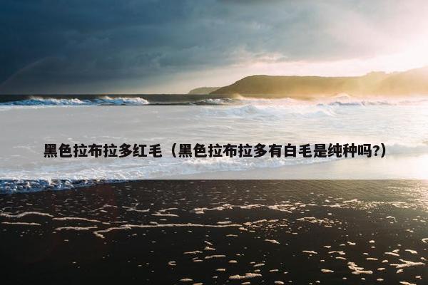黑色拉布拉多红毛（黑色拉布拉多有白毛是纯种吗?）