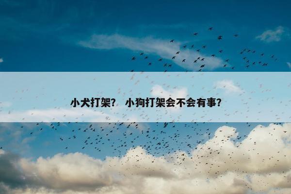 小犬打架？ 小狗打架会不会有事？