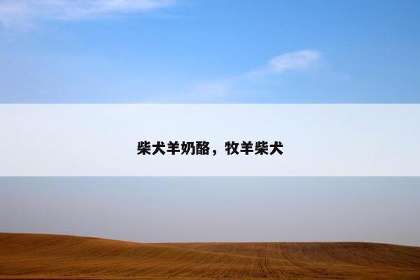 柴犬羊奶酪，牧羊柴犬