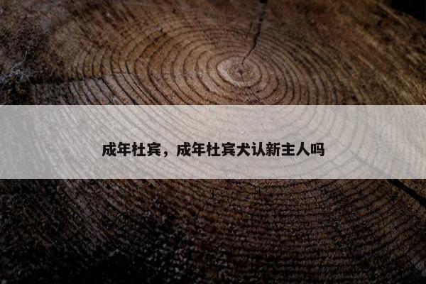 成年杜宾，成年杜宾犬认新主人吗