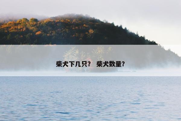 柴犬下几只？ 柴犬数量？