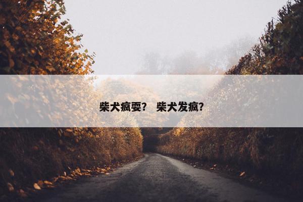 柴犬疯耍？ 柴犬发疯？
