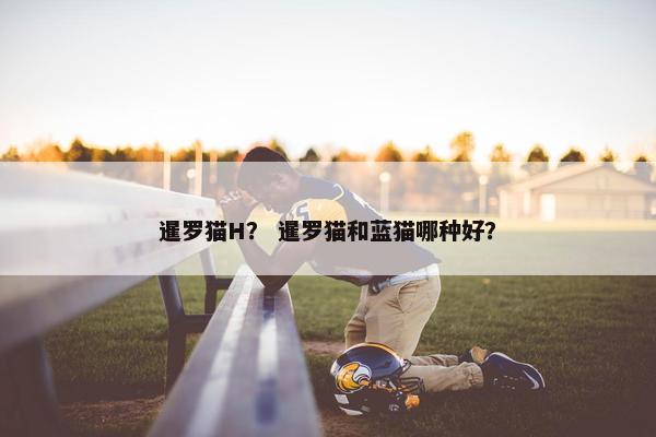 暹罗猫H？ 暹罗猫和蓝猫哪种好？