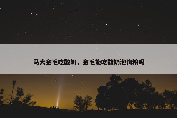 马犬金毛吃酸奶，金毛能吃酸奶泡狗粮吗