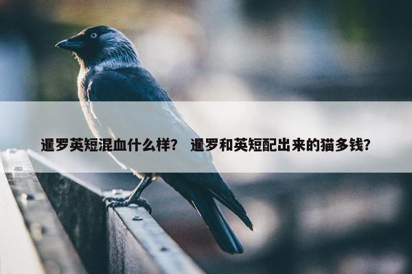 暹罗英短混血什么样？ 暹罗和英短配出来的猫多钱？