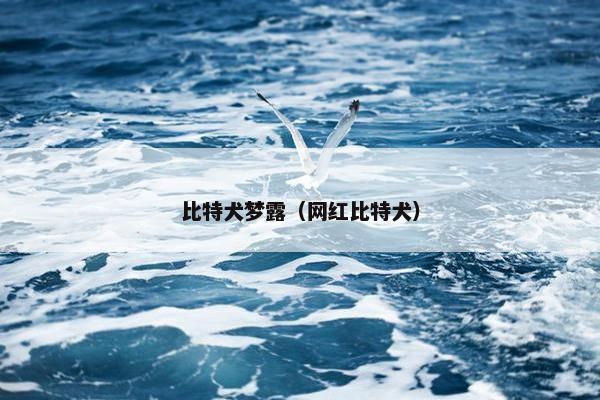 比特犬梦露（网红比特犬）