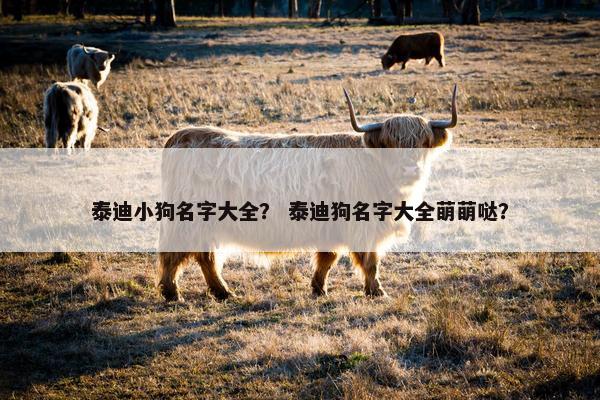 泰迪小狗名字大全？ 泰迪狗名字大全萌萌哒？