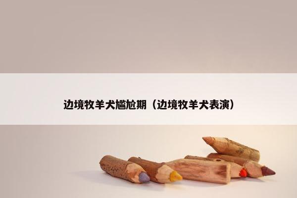 边境牧羊犬尴尬期（边境牧羊犬表演）