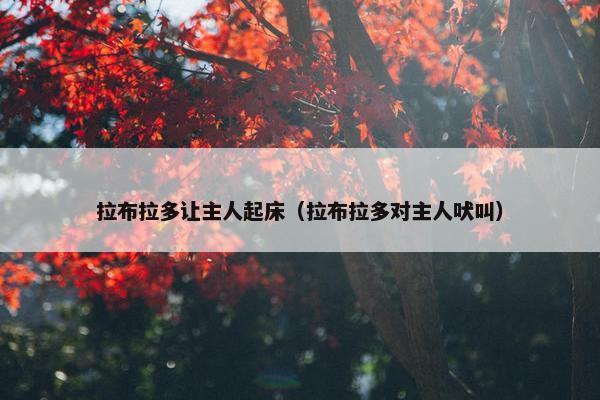 拉布拉多让主人起床（拉布拉多对主人吠叫）