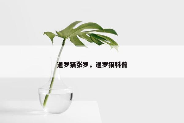 暹罗猫张罗，暹罗猫科普