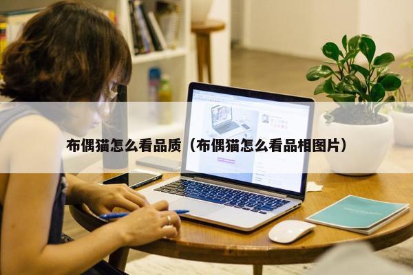 布偶猫怎么看品质（布偶猫怎么看品相图片）