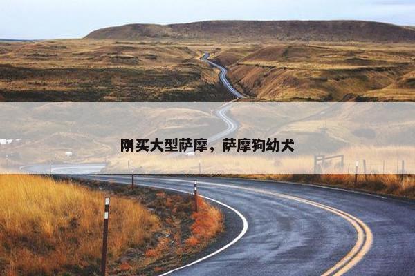 刚买大型萨摩，萨摩狗幼犬