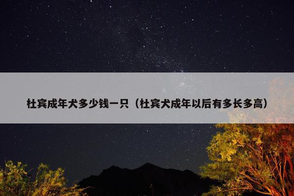 杜宾成年犬多少钱一只（杜宾犬成年以后有多长多高）