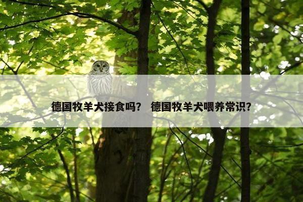 德国牧羊犬接食吗？ 德国牧羊犬喂养常识？