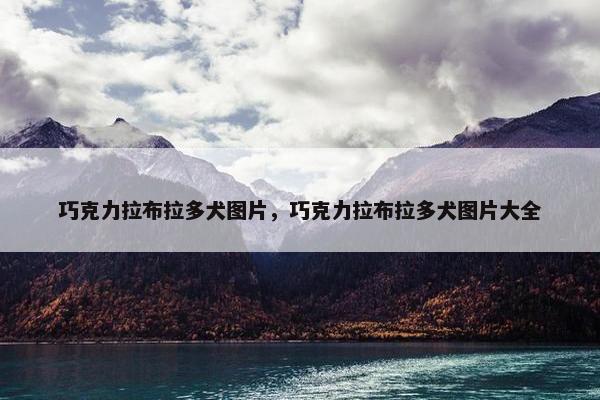 巧克力拉布拉多犬图片，巧克力拉布拉多犬图片大全
