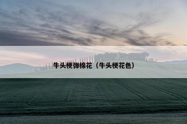 牛头梗弹棉花（牛头梗花色）