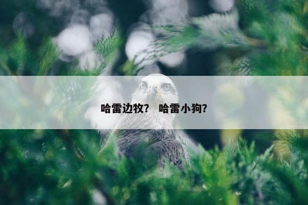 哈雷边牧？ 哈雷小狗？