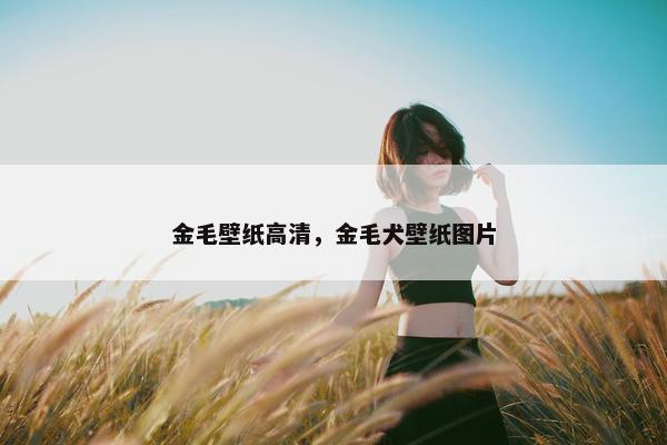 金毛壁纸高清，金毛犬壁纸图片