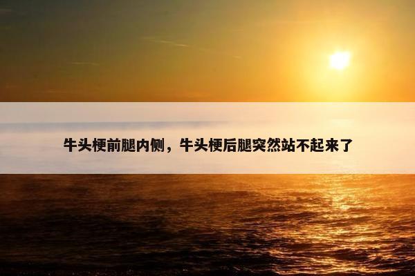 牛头梗前腿内侧，牛头梗后腿突然站不起来了