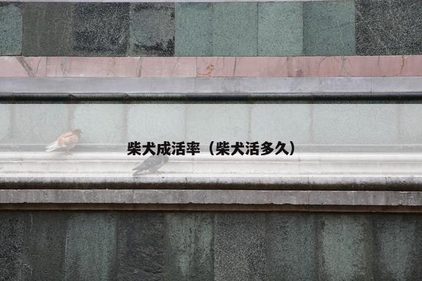 柴犬成活率（柴犬活多久）
