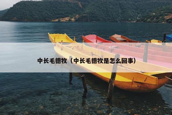 中长毛德牧（中长毛德牧是怎么回事）