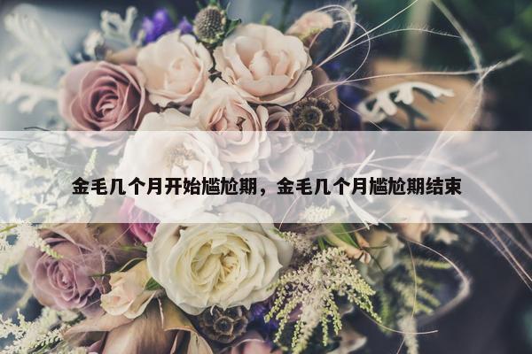 金毛几个月开始尴尬期，金毛几个月尴尬期结束