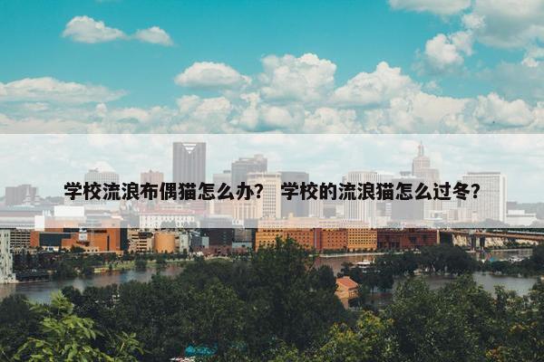 学校流浪布偶猫怎么办？ 学校的流浪猫怎么过冬？