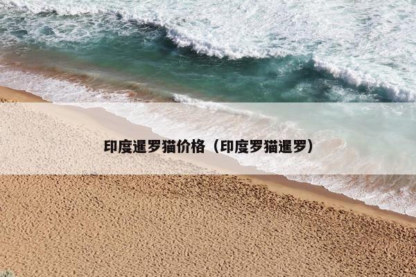 印度暹罗猫价格（印度罗猫暹罗）