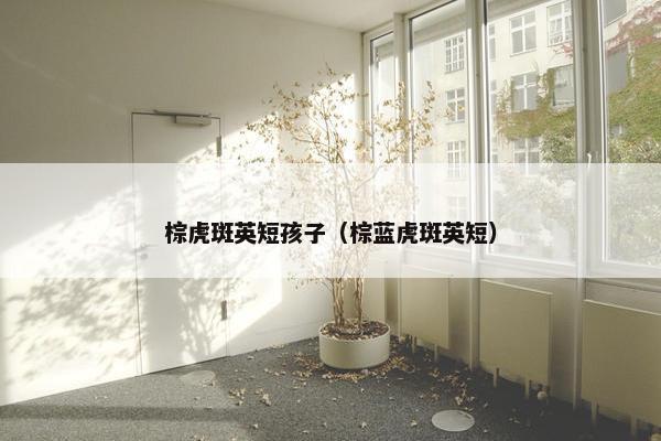 棕虎斑英短孩子（棕蓝虎斑英短）