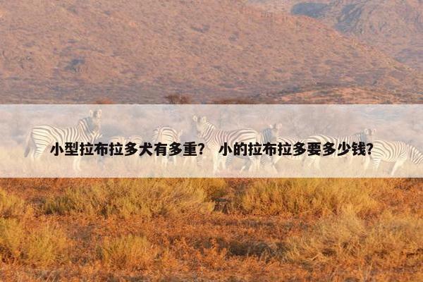 小型拉布拉多犬有多重？ 小的拉布拉多要多少钱？