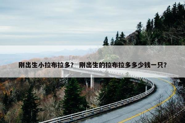 刚出生小拉布拉多？ 刚出生的拉布拉多多少钱一只？