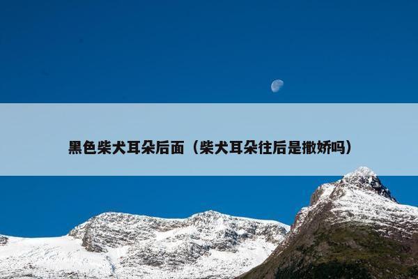 黑色柴犬耳朵后面（柴犬耳朵往后是撒娇吗）