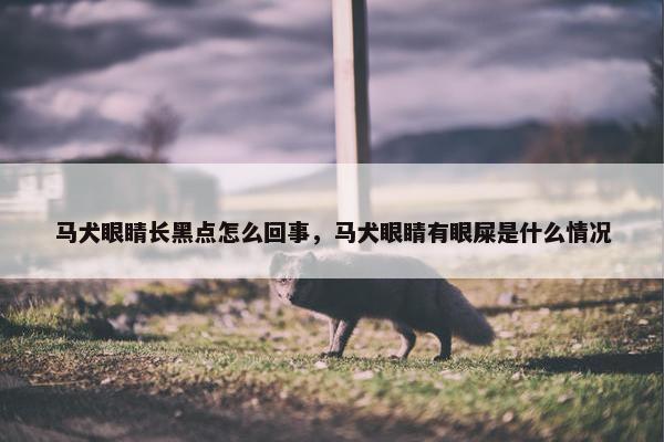马犬眼睛长黑点怎么回事，马犬眼睛有眼屎是什么情况