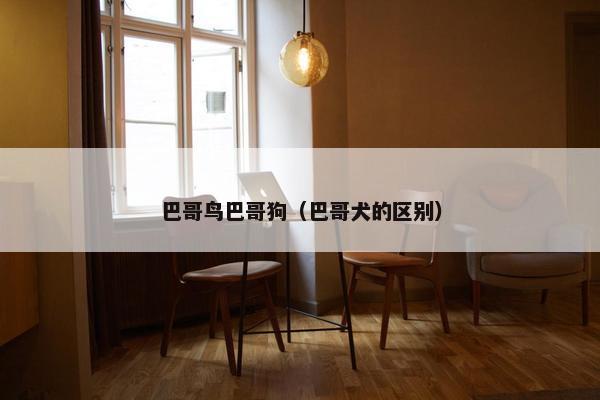 巴哥鸟巴哥狗（巴哥犬的区别）