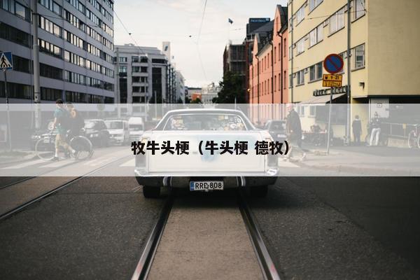 牧牛头梗（牛头梗 德牧）
