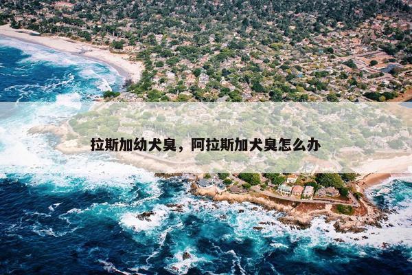 拉斯加幼犬臭，阿拉斯加犬臭怎么办
