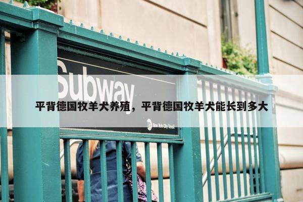 平背德国牧羊犬养殖，平背德国牧羊犬能长到多大