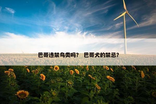 巴哥违禁鸟类吗？ 巴哥犬的禁忌？